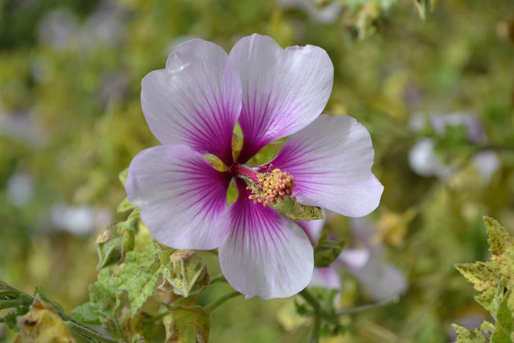 single pink and white flower of Lavatera maritima in focus