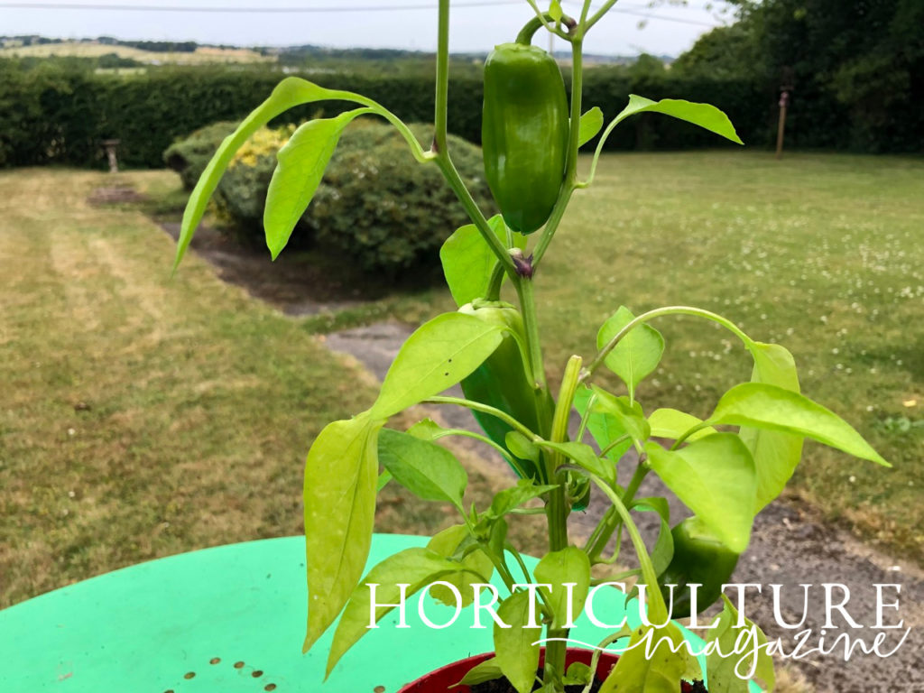 chilli plant with several fruits in a container outside with grass and shrubs behind it