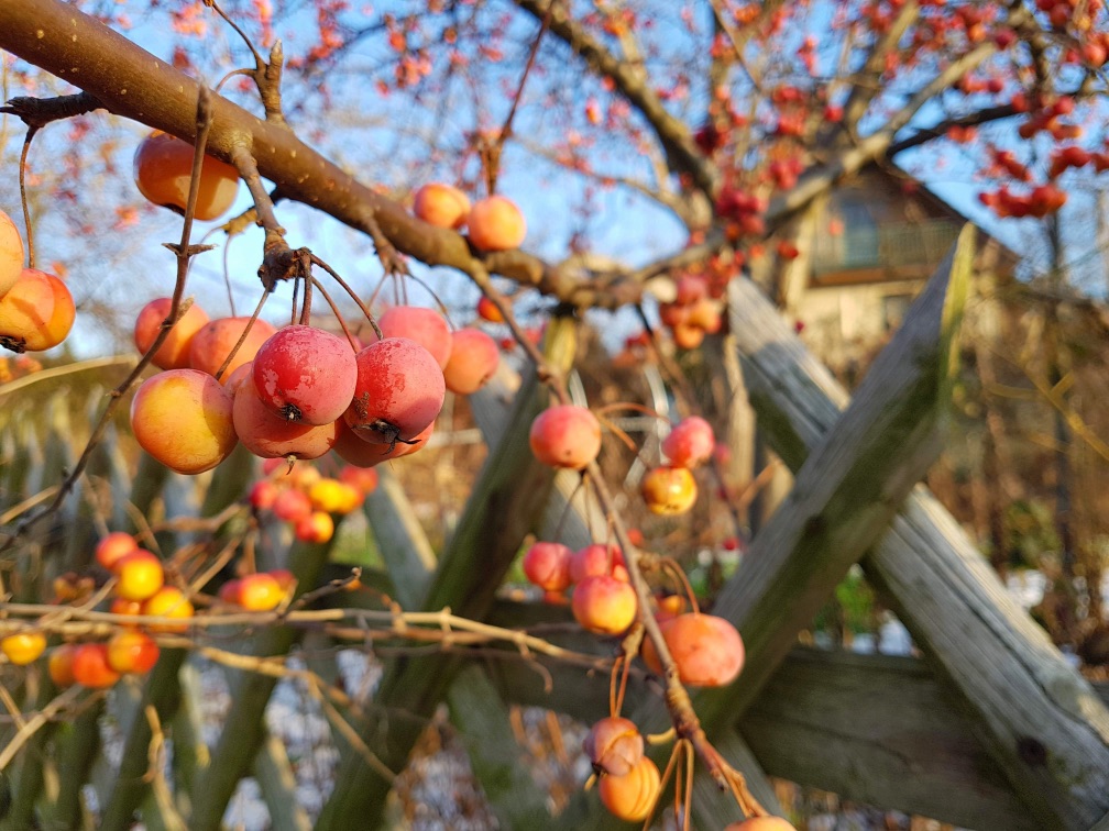 orange and red fruits from a crab apple tree in front of a house and a wooden fence