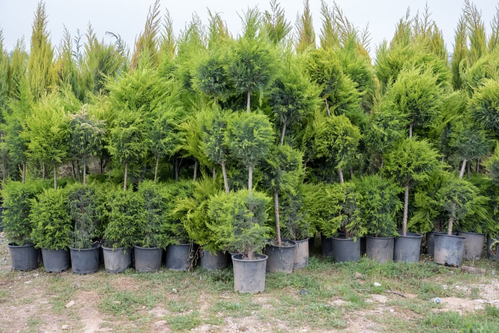 many leyland trees planted in black plastic pots