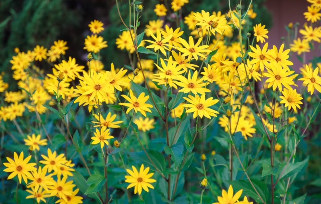 Jerusalem artichokes with yellow flowers growing outside