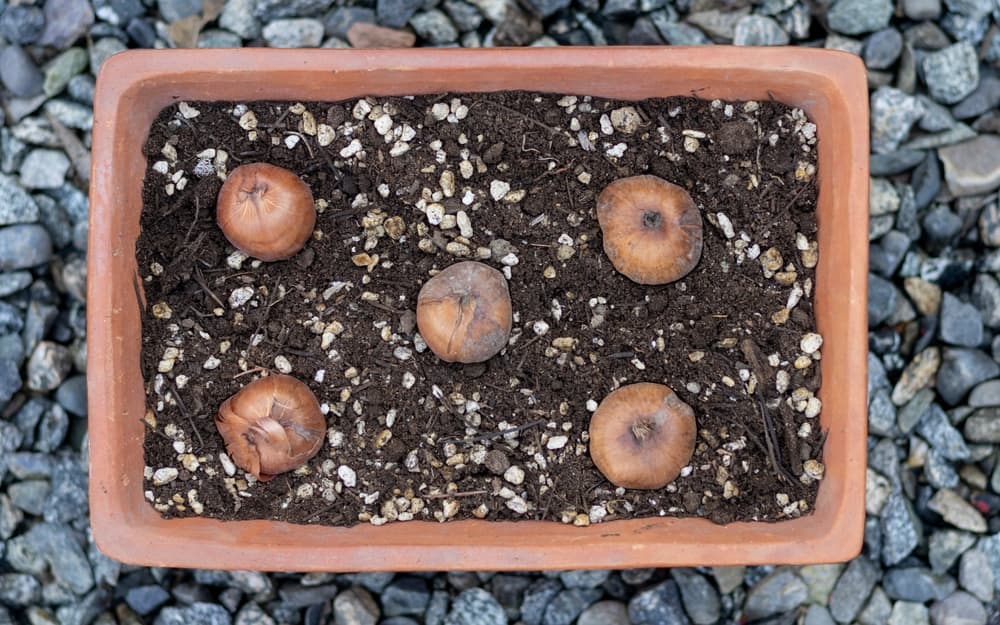birds eye view of five Gladiolus bulbs placed apart in a rectangular terracotta planter