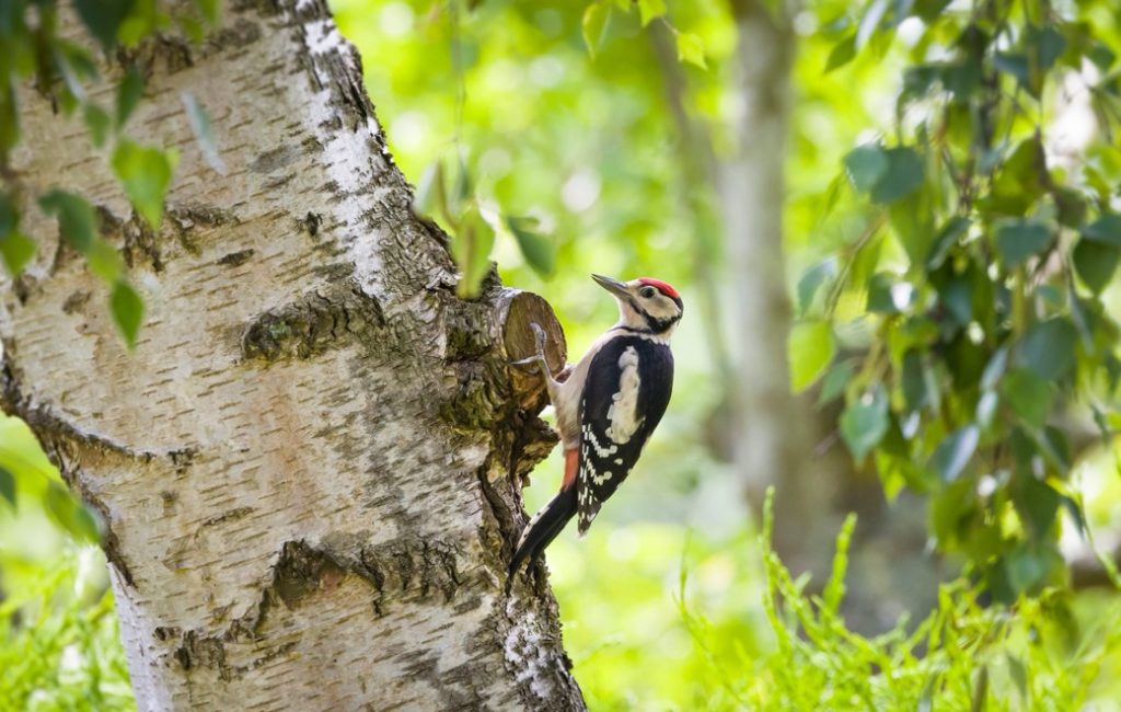 a red-headed woodpecker sitting on the silver trunk of a birch tree in a woodland area