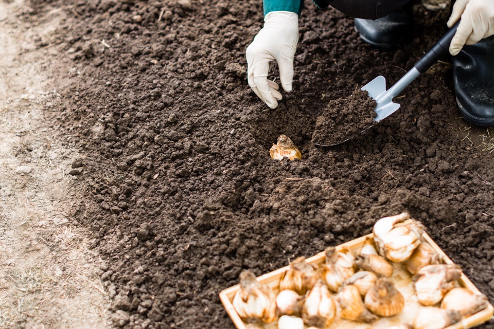 a gardener wearing gloves using a trowel full of soil to cover a daffodil bulb into a hole in the ground with a tray of bulbs also resting on the soil nearby