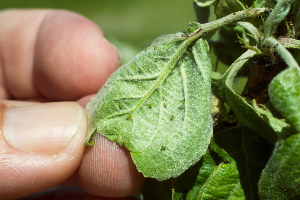 hand shown removing blackfly from the leaves of a plant