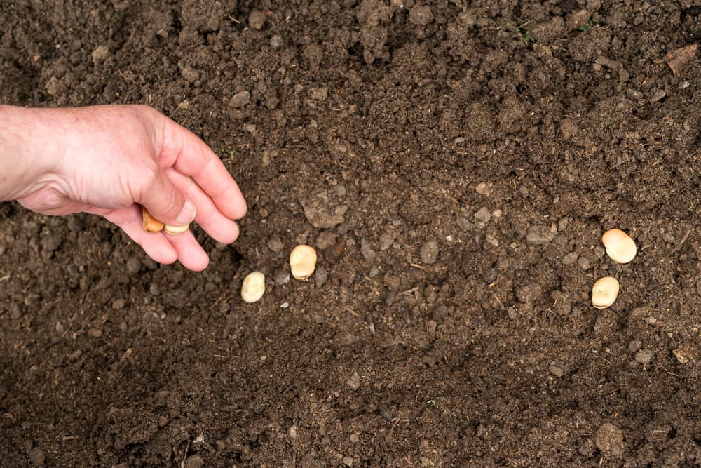 another angle of hand planting broad beans into soil