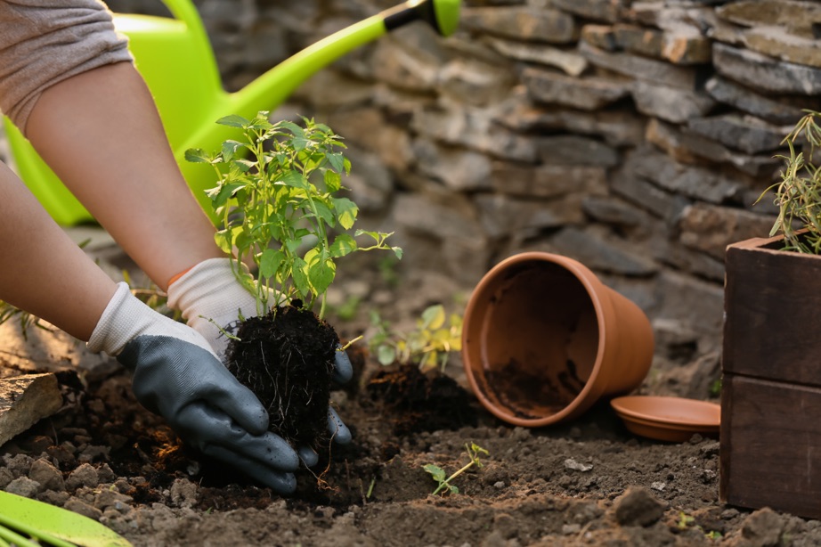 a pair of hands wearing gardening gloves transplanting a small mint plant in some soil