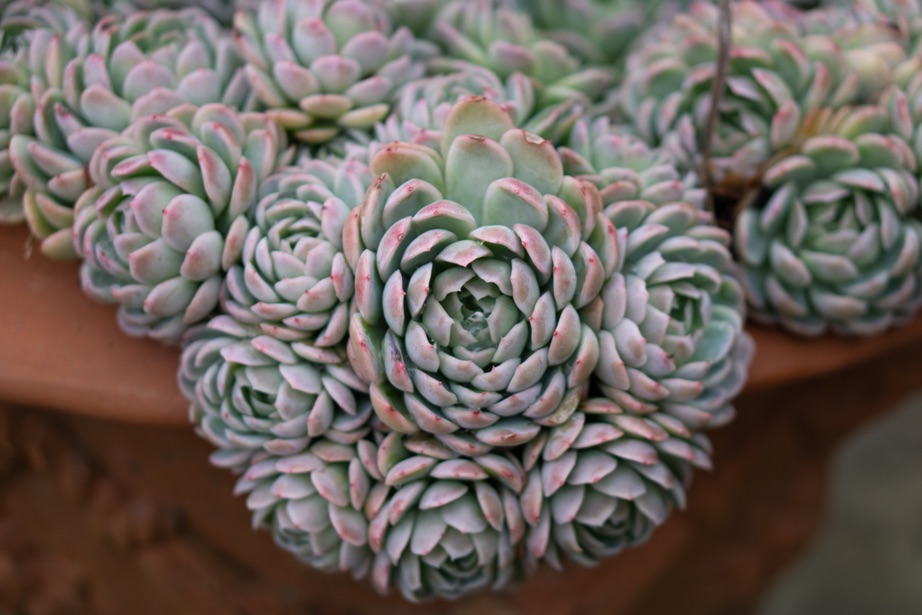Echeveria plants growing in a container