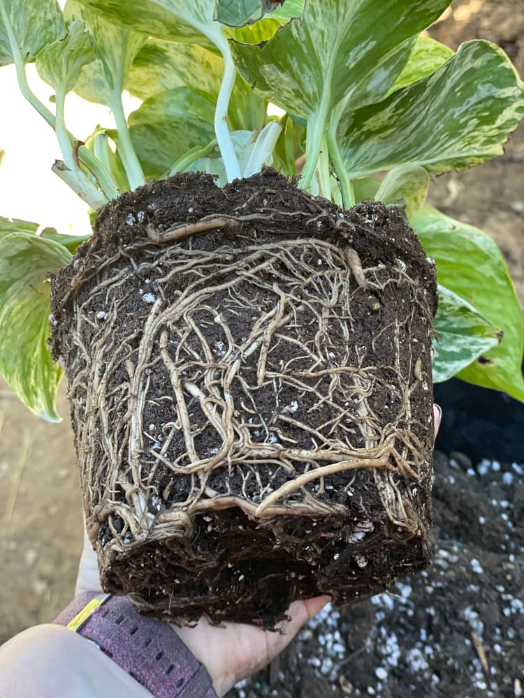 a marble queen pothos plant with exposed roots shown by hand during repotting
