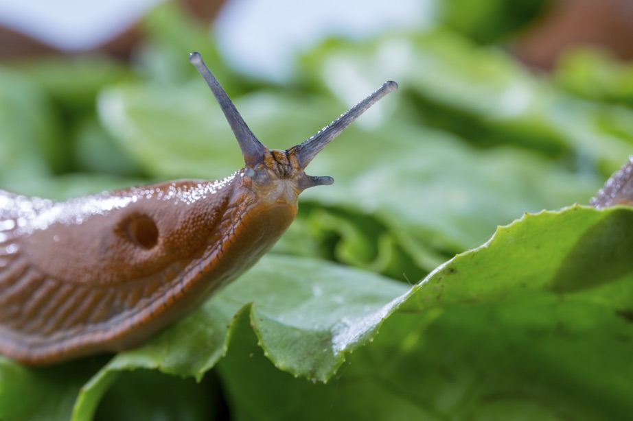 a slug resting on top of a green leaf in a garden