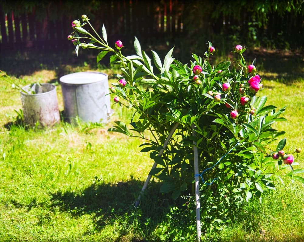 a peony plant with pink buds and metal frame support