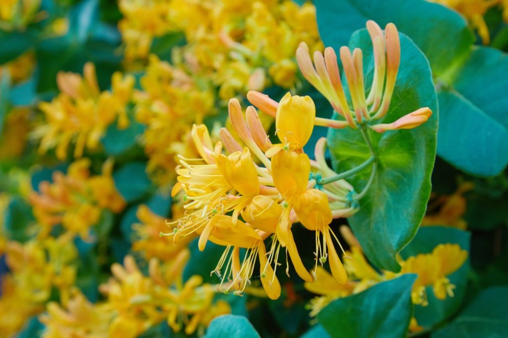 honeysuckle plant with lots of yellow flowers and big green leaves growing outside