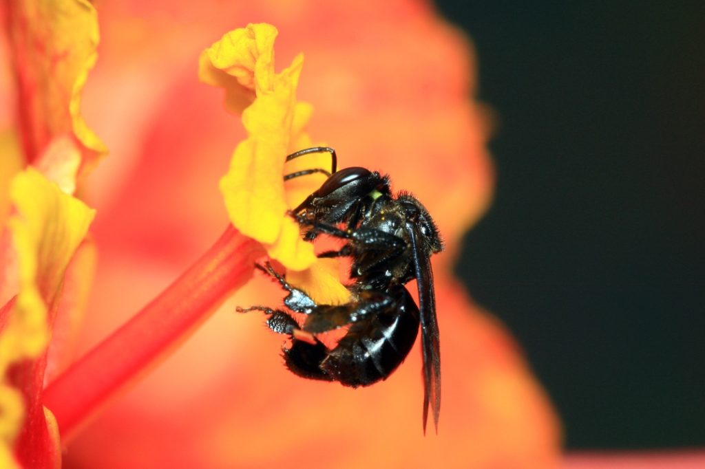 a black bee pollinating a yellow blooming flower with an orange stalk