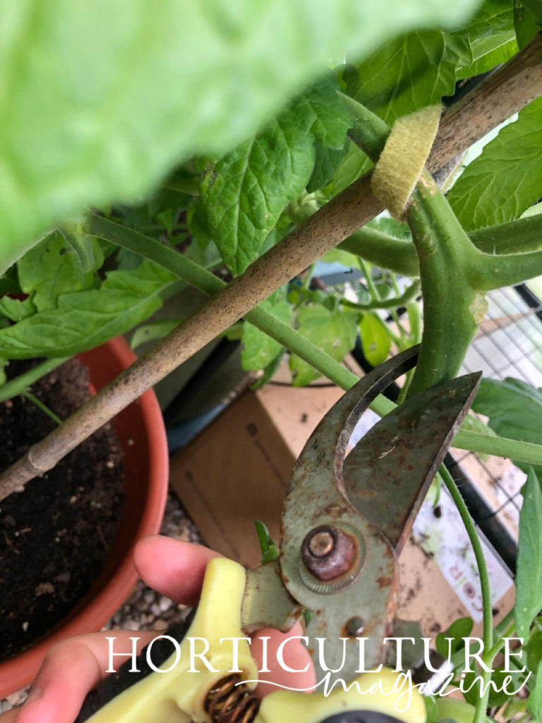 gardening secateurs being used to prune some lower foliage from a potted tomato plant