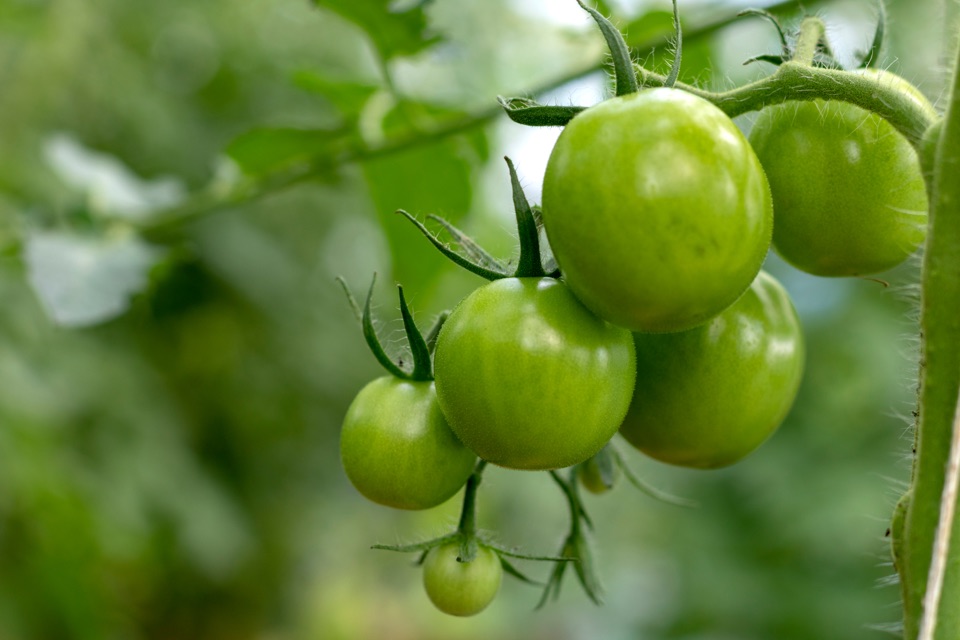 several green fruits from a tomato plant growing outside