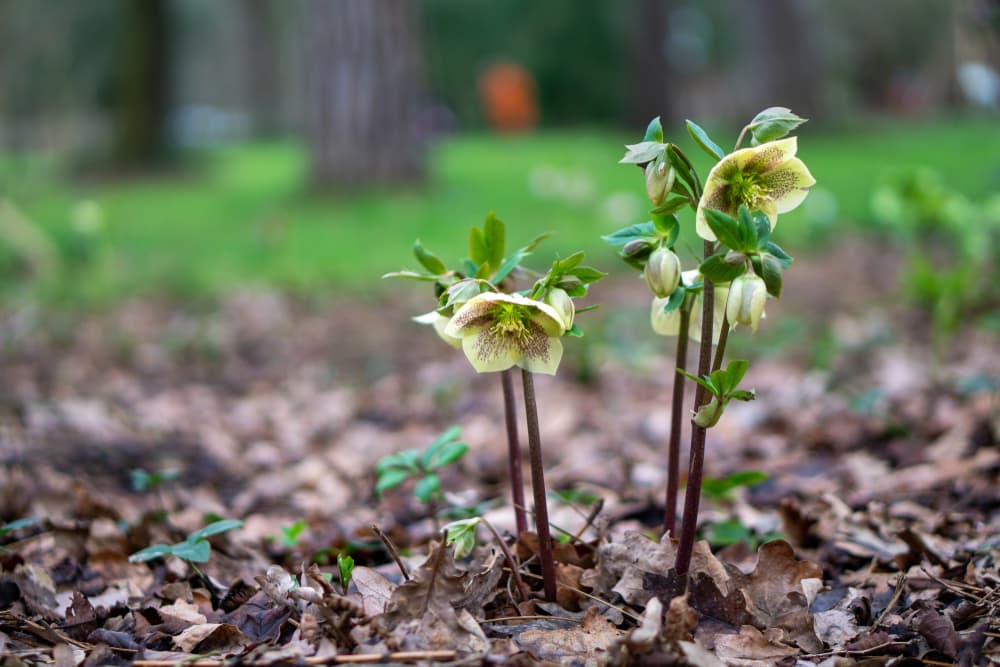 Sleepy Hellebore in woodland with ground covered by many fallen tree leaves