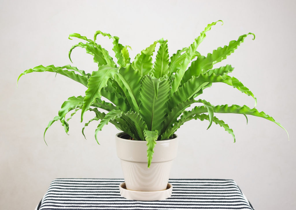 a bird’s nest fern plant with long green leaves growing in a white pot in front of a white wall on a black and white table cloth