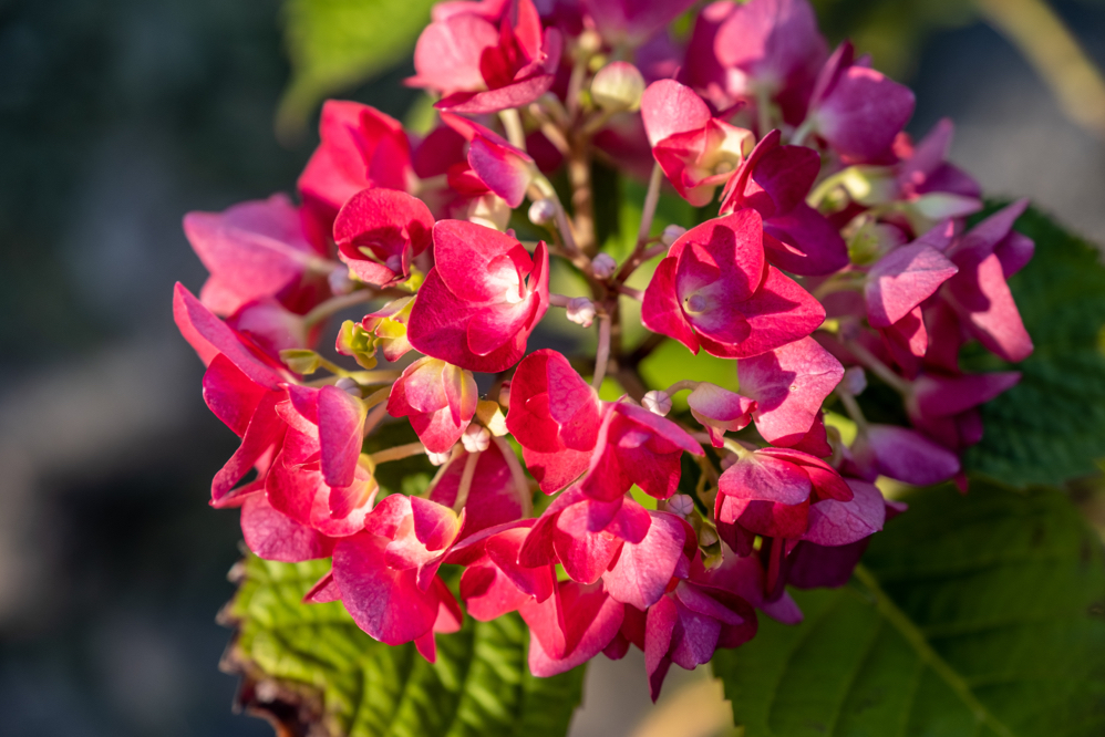 close-up of a pink flowering H. 'red baron' growing outside