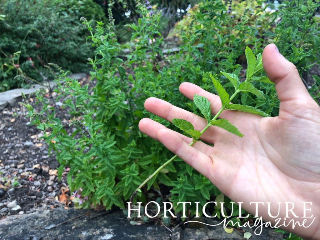 a hand holding a sprig of mint with several leaves with a garden bed in the background