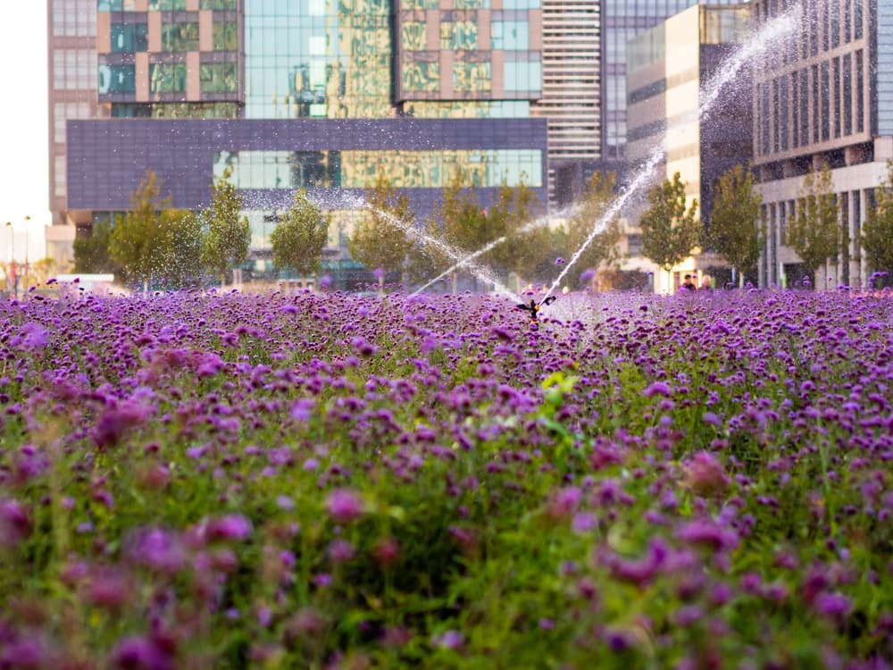 a field of purple vervain flowers being watered by a large sprinkler