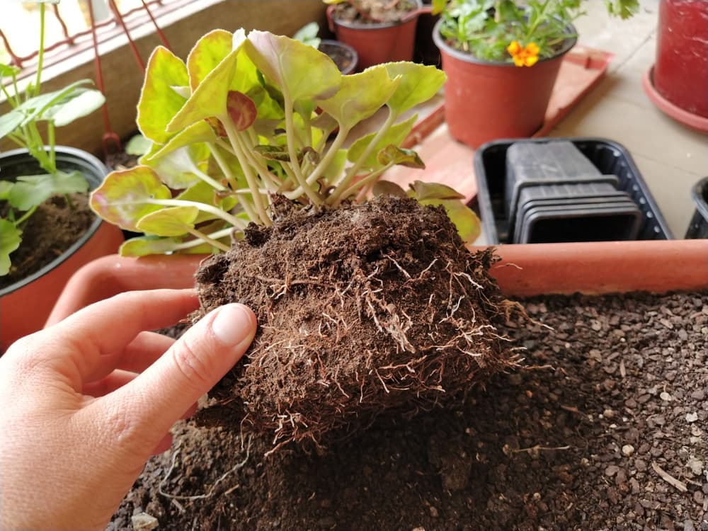 roots and tubers of cyclamen shown as the plant is removed from its container