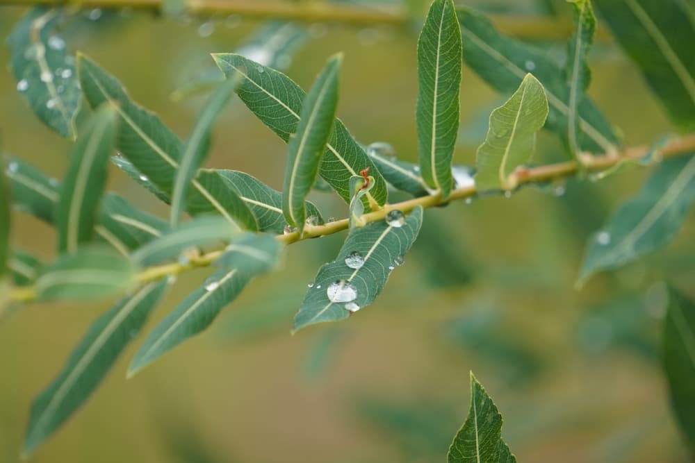 water droplets on the leaves of Salix integra