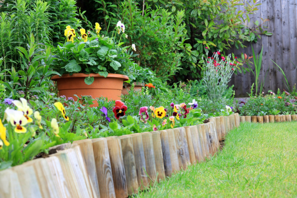 flowers of many colours including violas growing at the front of a garden border with other various plants and shrubs behind them
