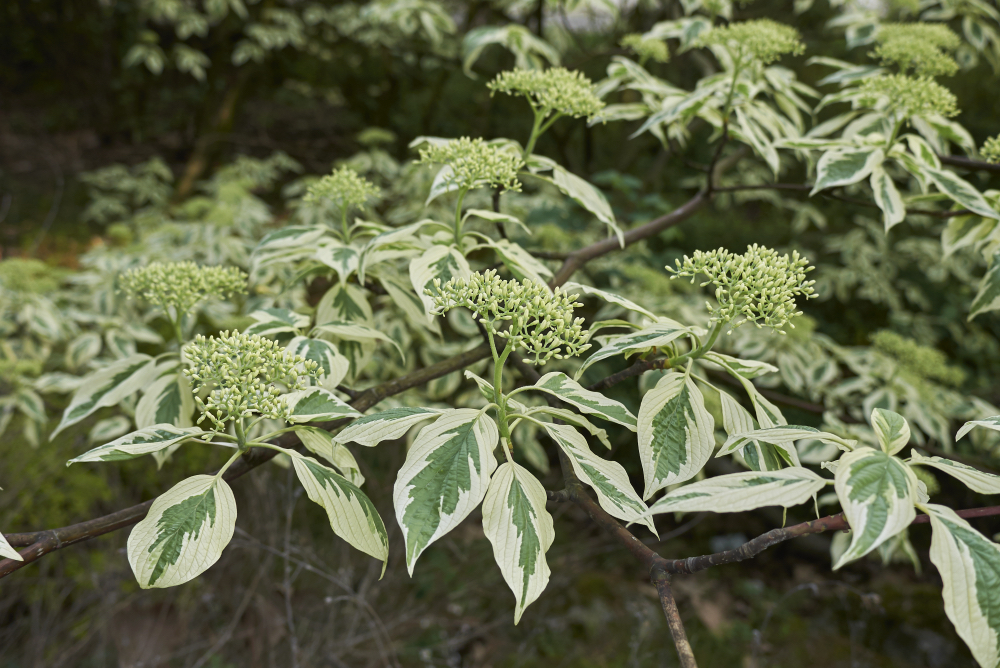 Cornus controversa 'Variegata' with variegated leaves growing outside with white flowers