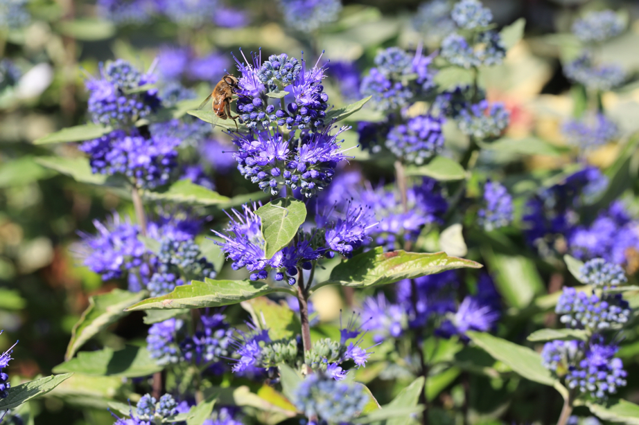 Caryopteris × clandonensis 'Heavenly Blue' with small purple blooms growing in the sun