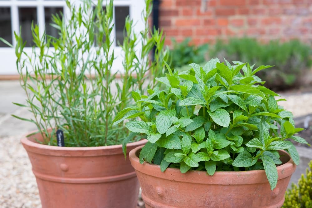 mint and French tarragon growing from terracotta pots in a gravelled garden