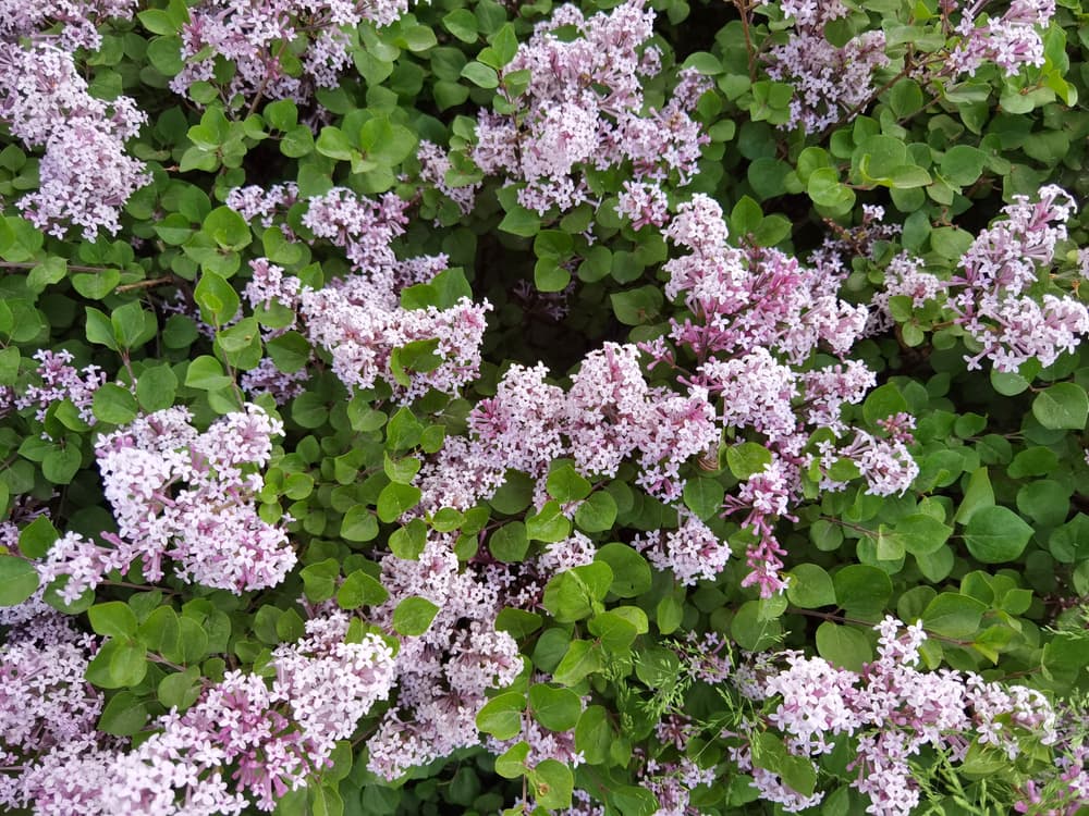 ground covering S. meyeri 'Palibin'