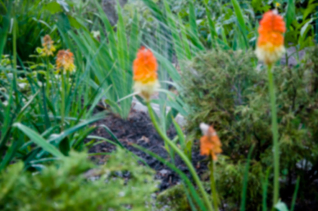 kniphofia growing in the ground outside amongst other shrubs being watered