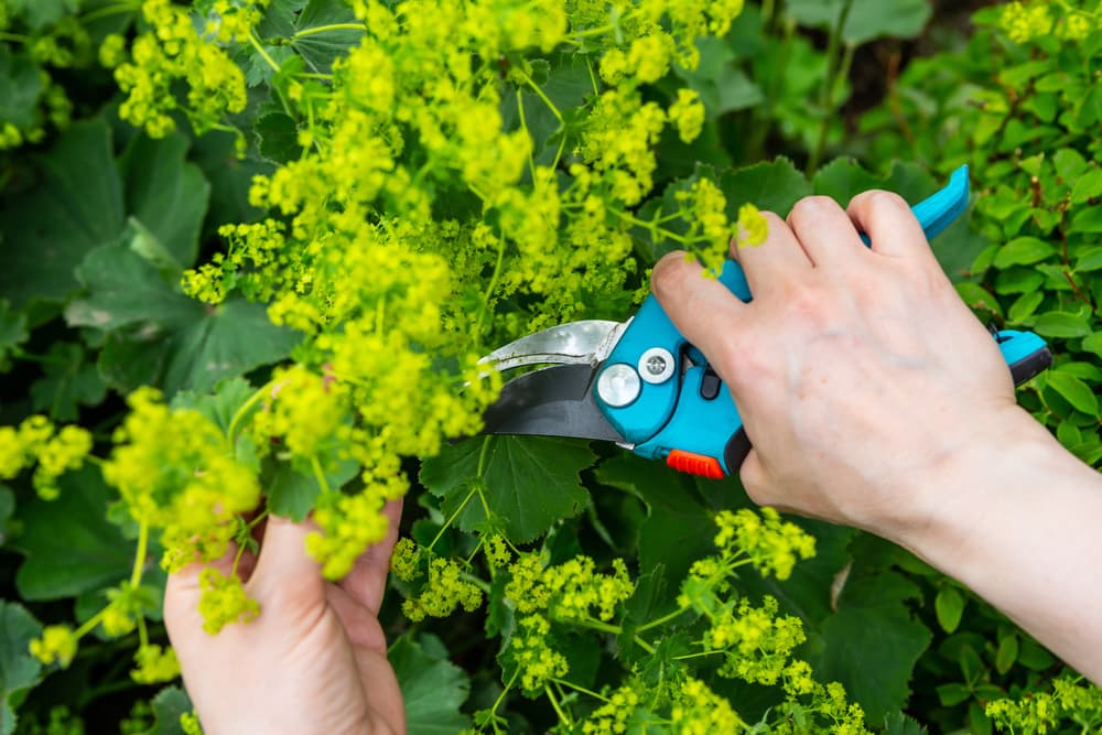 blue secateurs being used to prune an alchemilla shrub