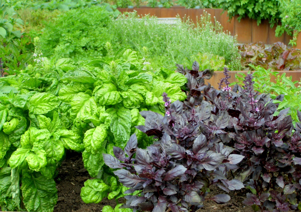 purple and green-leaved basil plants growing in a garden bed in front of other various plants