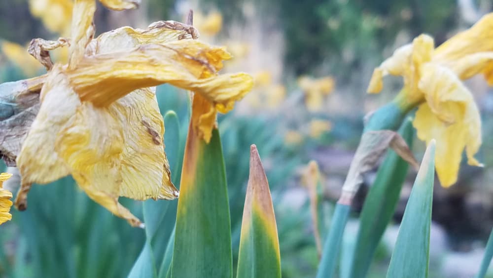 withered blooms and leaves of narcissus turning brown