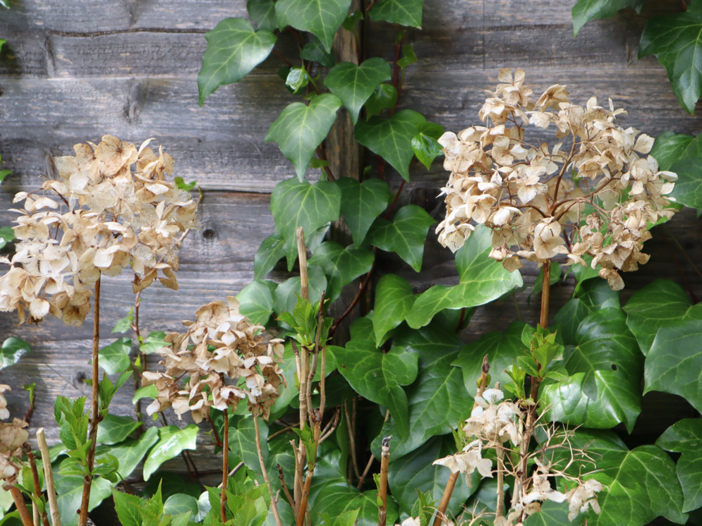 mophead hydrangeas with faded flowers ready to be pruned back growing in front of a garden fence
