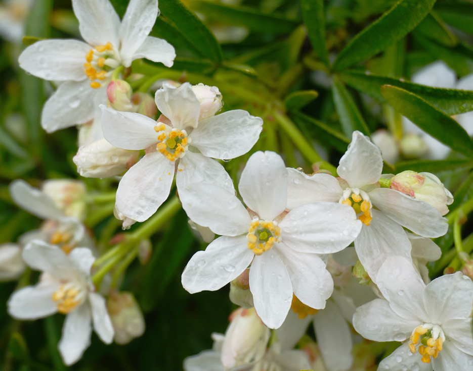 the white and yellow flowers of a choisya plant covered in droplets of water
