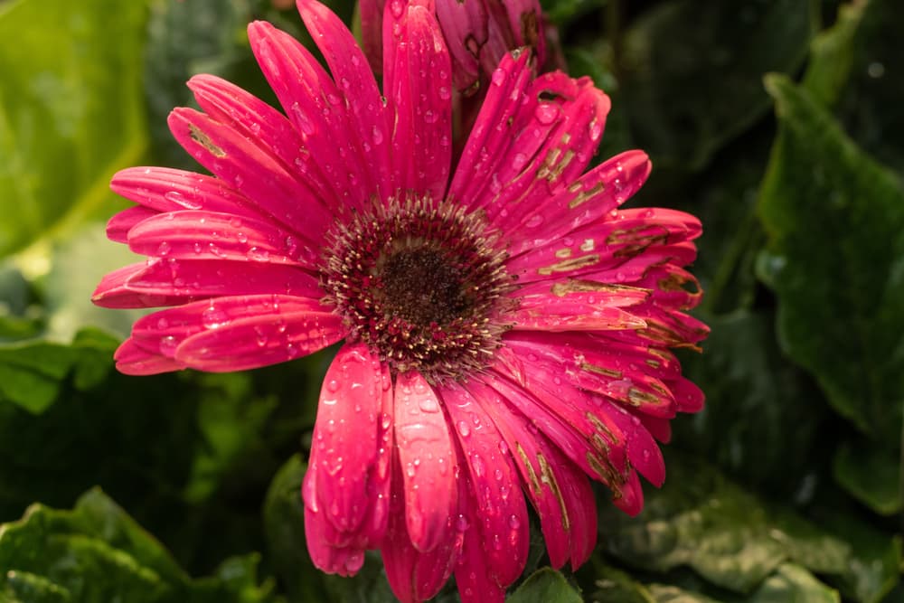 Fuchsia gerbera daisy