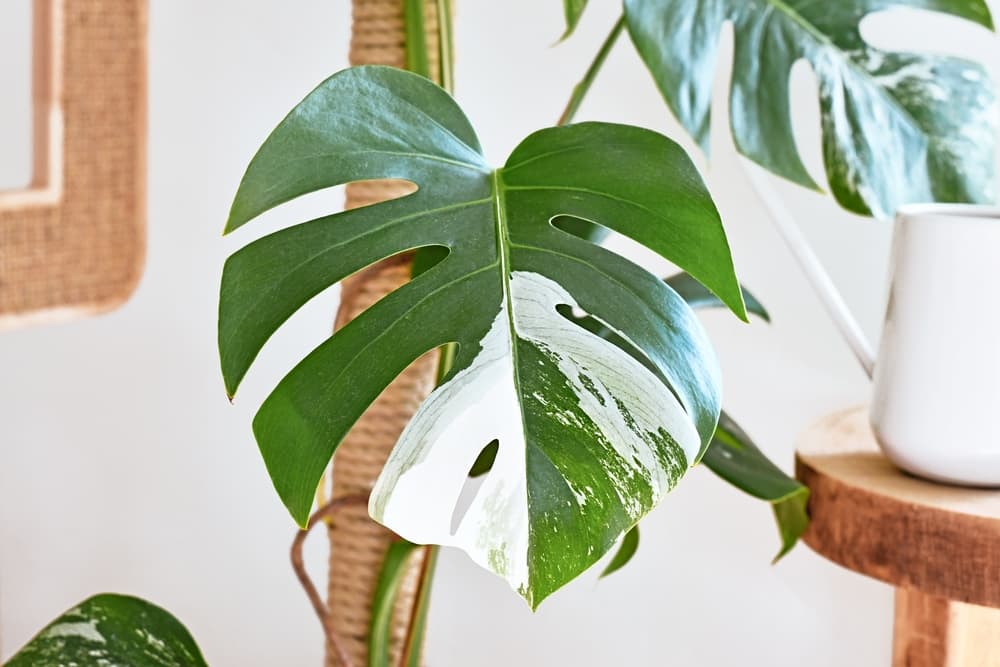 Monstera Deliciosa Variegata with white and green variegated foliage and a moss pole used for the plant to climb up