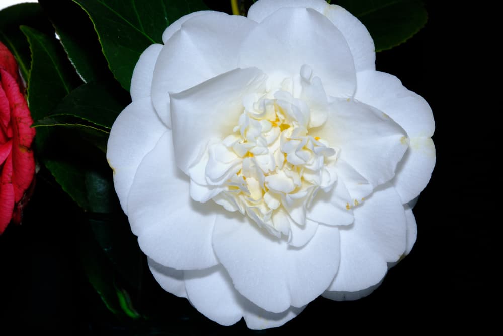 magnified view of ruffled petals of Camellia sasanqua ‘Winter's Snowman’