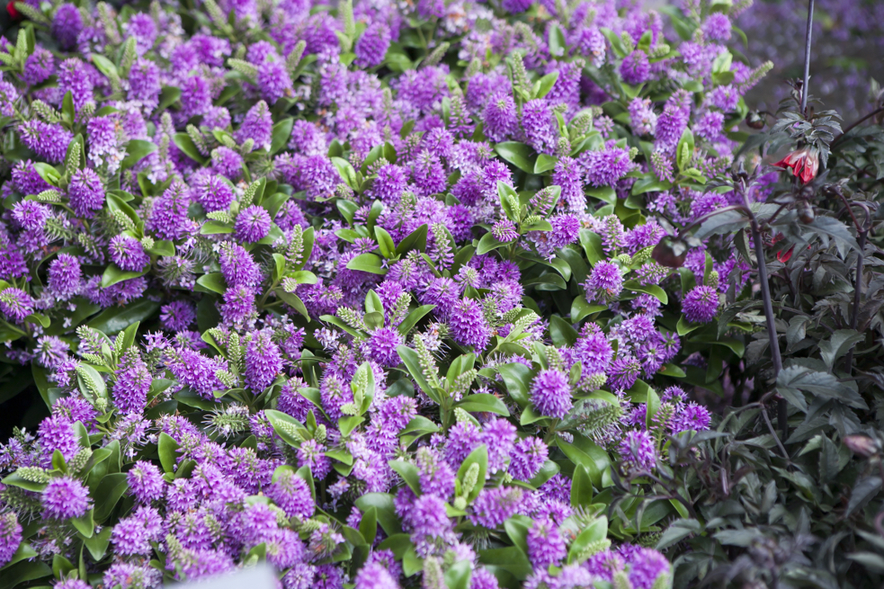 purple flowering hebe shrub growing outside