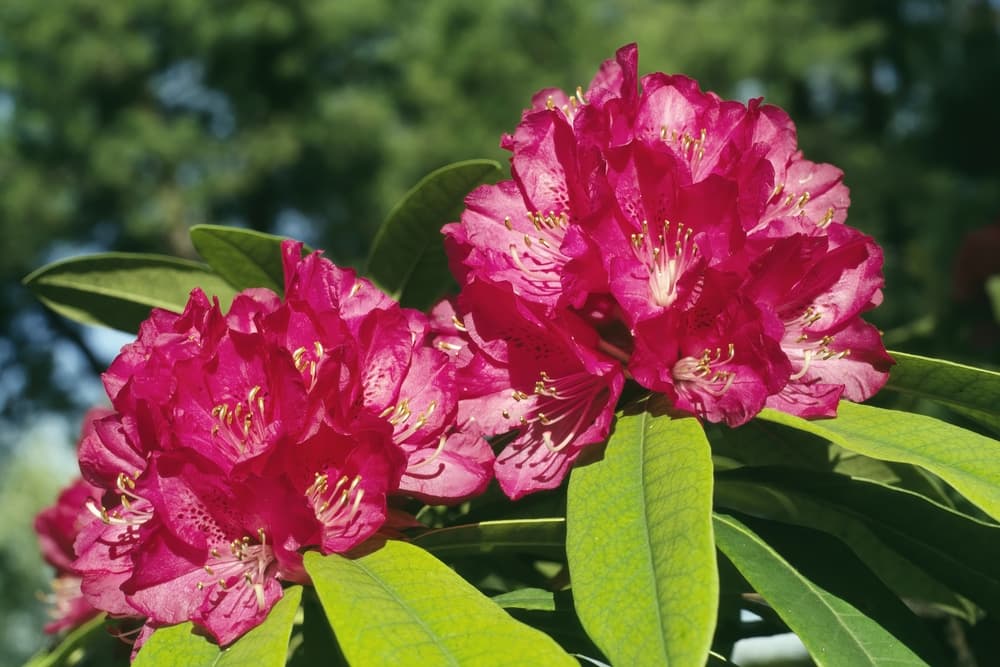 Rhododendron arboreum with many dark pink flowers