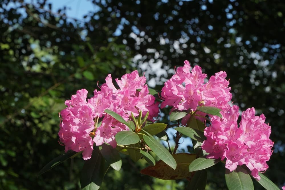 pink flowering Rhododendron shrub