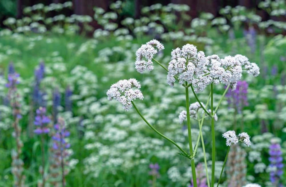 white umbels of Valerian flowers