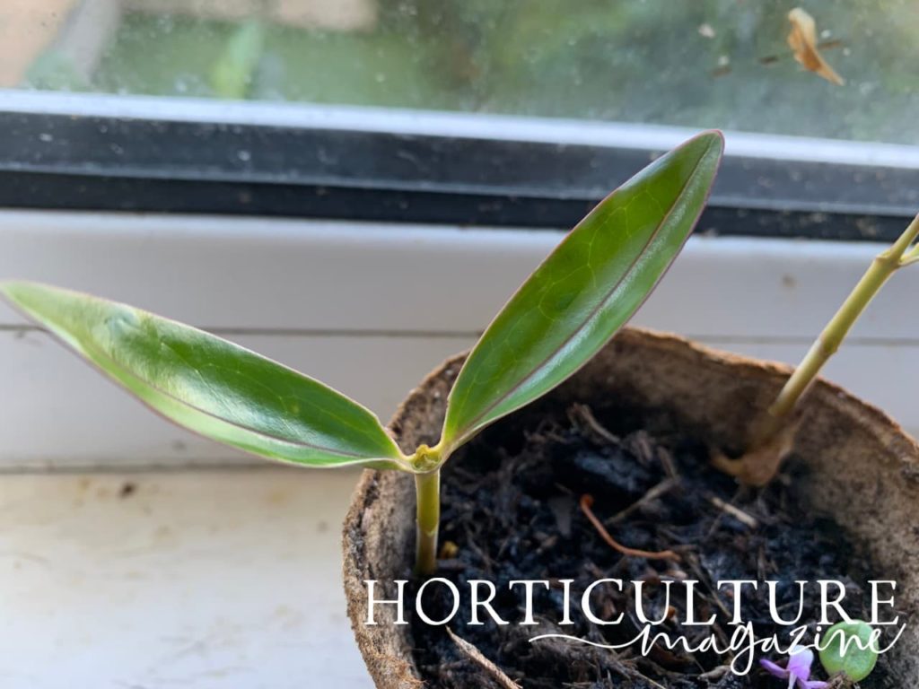 cuttings propagating on a windowsill