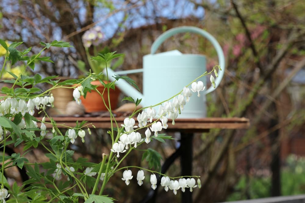 white dicentra flowers in bloom with a blue plastic watering can in the background