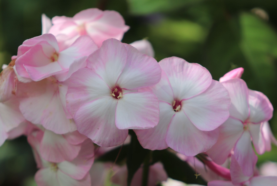 pink and white flowers from a phlox paniculata 'Mother of Pearl’ plant growing outdoors