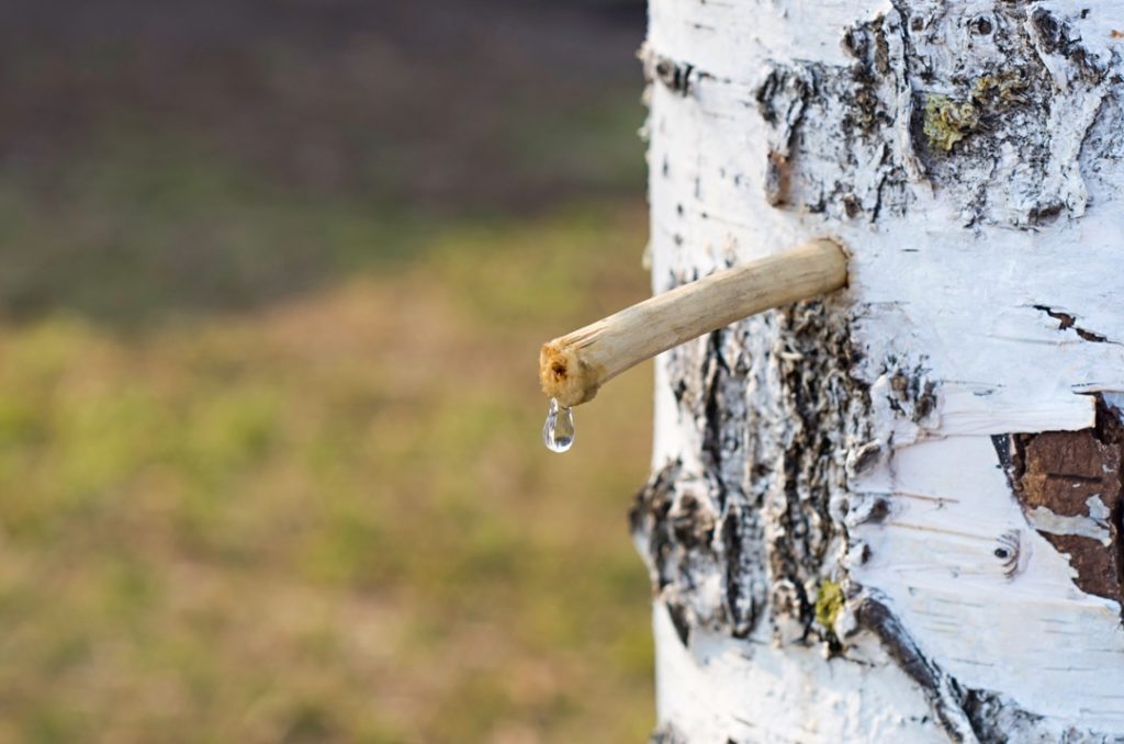the bark of a birch tree that has been tapped with sap dripping from the tap