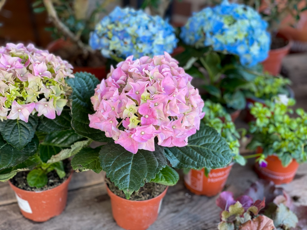 small potted pink and blue hydrangeas on a wooden shelf