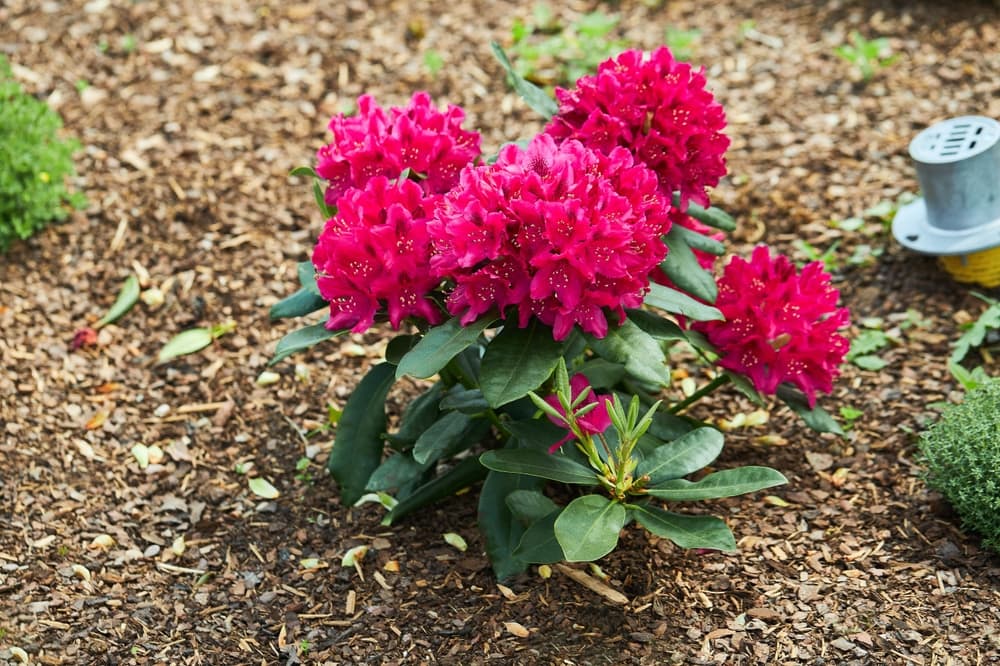 pink flowering azalea bush growing from mulched ground